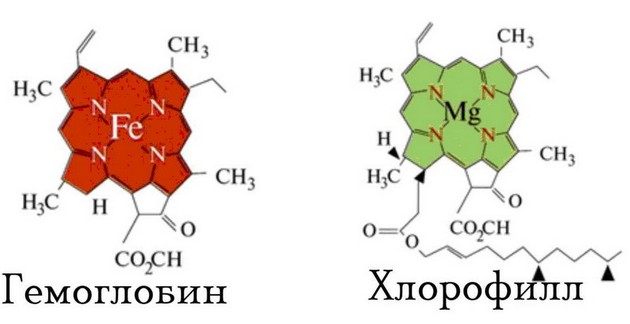 молекулы хлорофилла и гемоглобина
