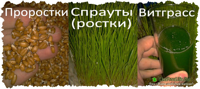 проростки и ростки