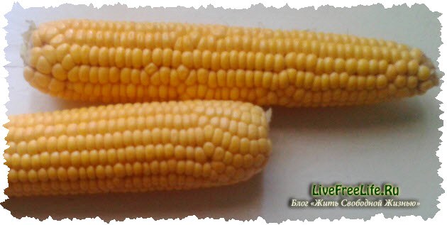 кукуруза кормовая