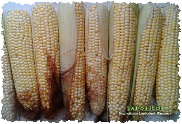 кукуруза с разными зернами